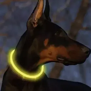 Doberman z rumeno svetlečo LED ovratnico, ki izboljša vidljivost in varnost psa med nočnimi sprehodi.