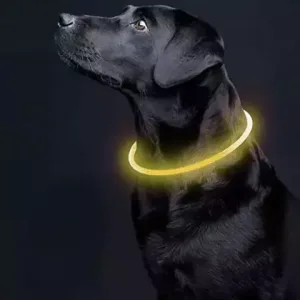 Črni labradorec nosi svetlečo LED ovratnico, ki zagotavlja varnost v slabih svetlobnih pogojih.